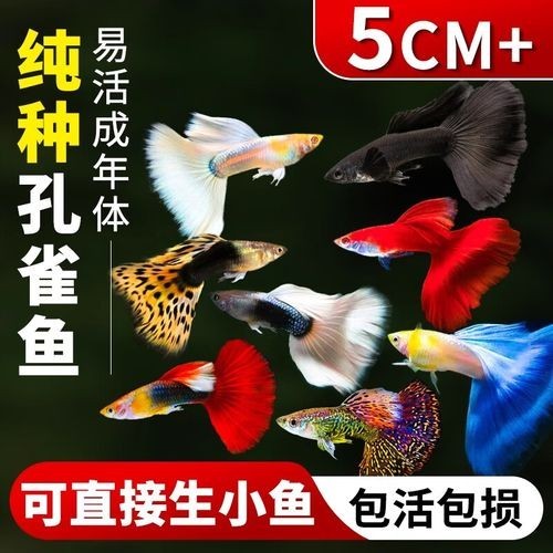 賽級孔雀魚價格是多少？