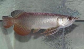貓和魚一起養有哪些注意事項,養貓和養魚的注意事項 龍魚百科 第2張 貓和魚一起養有哪些注意事項,養貓和養魚的注意事項 貓和魚一起養有哪些注意事項,養貓和養魚的注意事項 龍魚百科 第2張