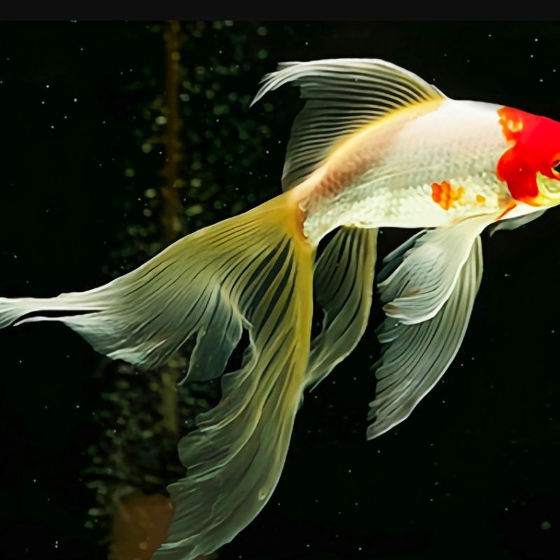 紅尾平克魚為什么叫金魚