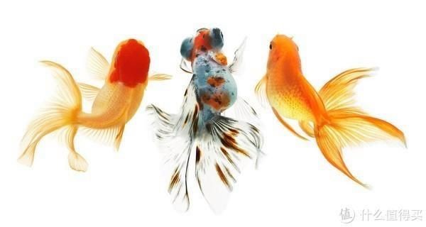 紅尾平克魚為什么叫金魚