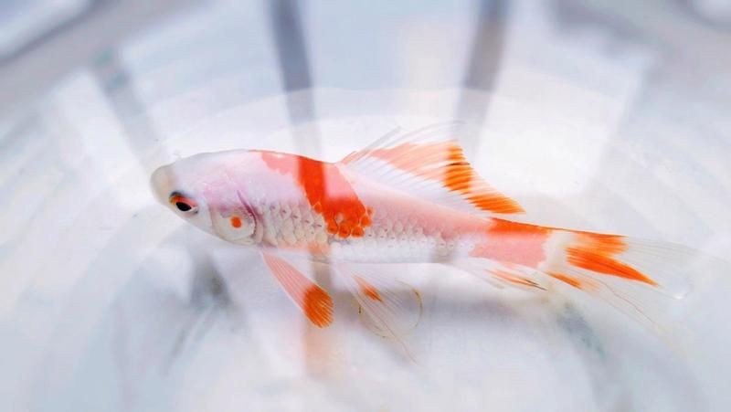 紅尾平克魚為什么叫金魚