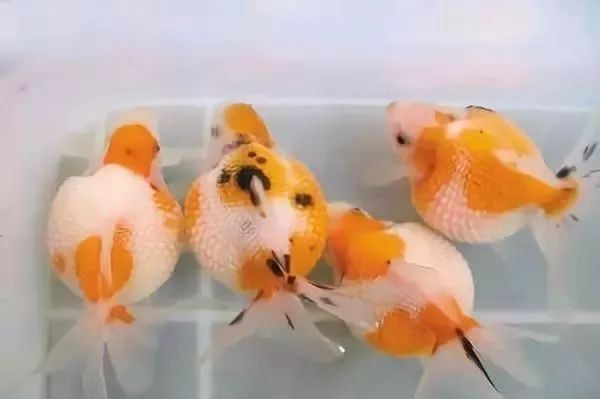 紅尾平克魚為什么叫金魚