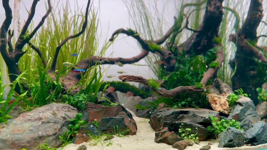 60草缸造景圖比賽作品
