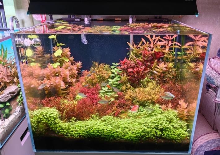 60草缸造景圖比賽作品