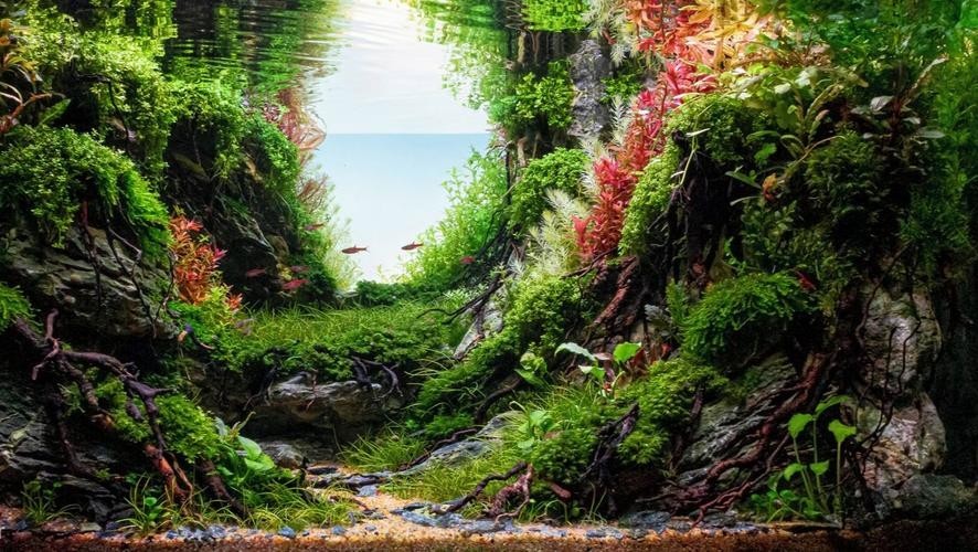 60草缸造景圖比賽作品