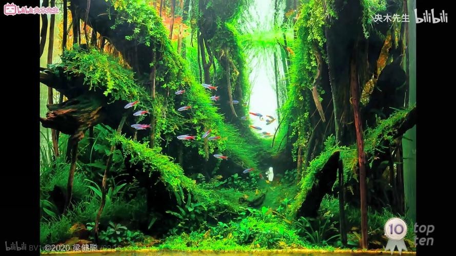 60草缸造景圖比賽作品