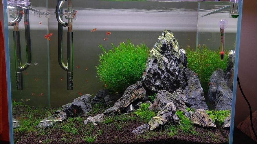 60草缸造景圖比賽作品