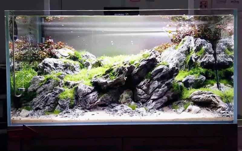 60草缸造景圖比賽作品