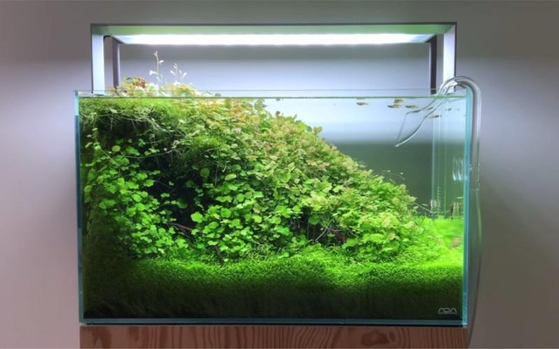 60草缸造景圖比賽作品