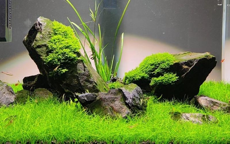 60草缸造景圖比賽作品