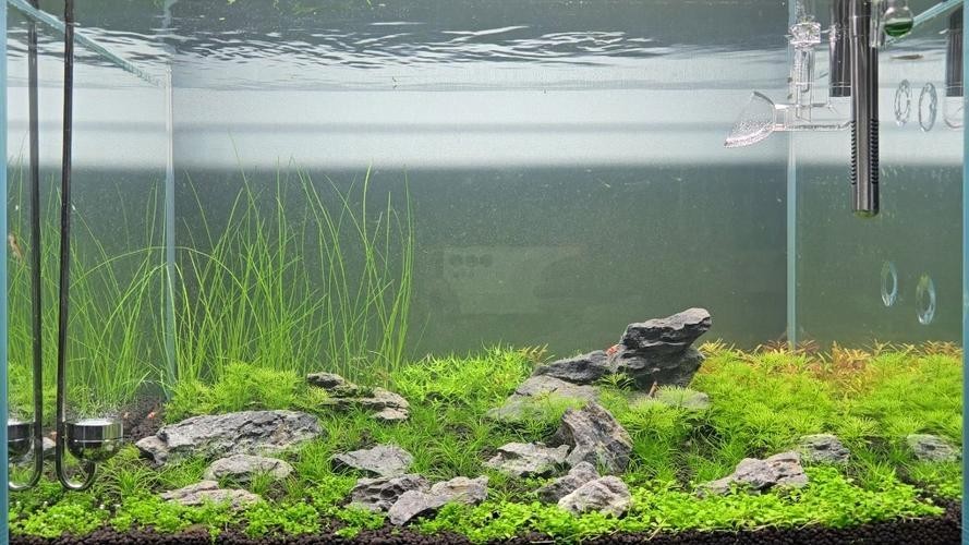 60草缸造景圖比賽作品