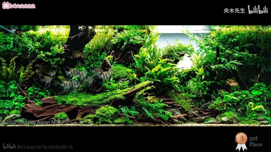60草缸造景圖比賽作品