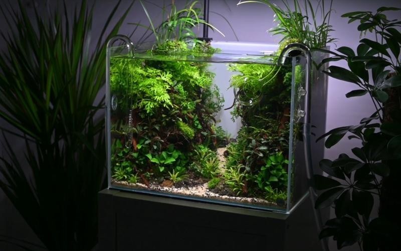 60草缸造景圖比賽作品