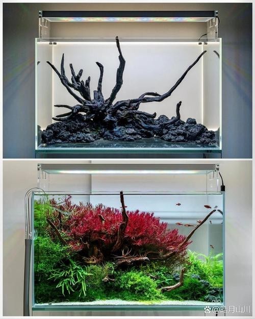 60草缸造景圖比賽作品