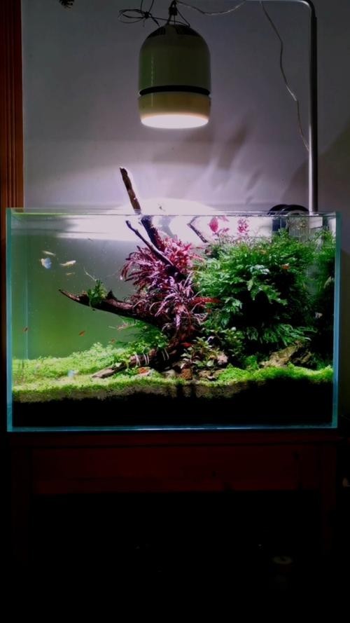 60草缸造景圖比賽作品