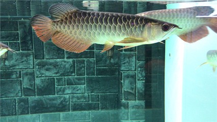 景寧雅居水族館（景寧雅居水族館電話）