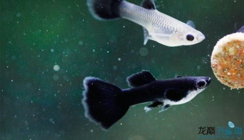 如何區(qū)分不同品種的孔雀魚(yú)？