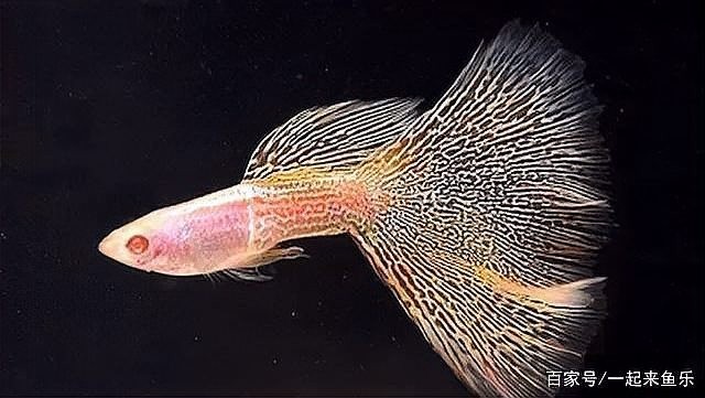 如何區(qū)分不同品種的孔雀魚(yú)？