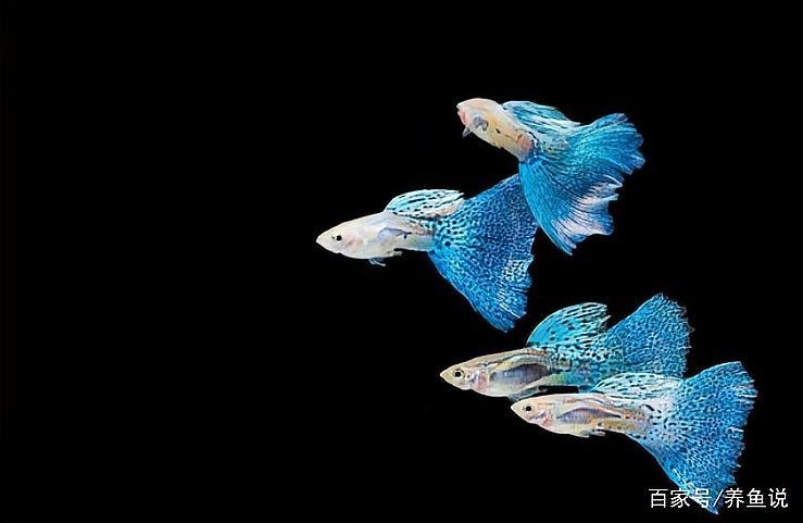 如何區(qū)分不同品種的孔雀魚(yú)？