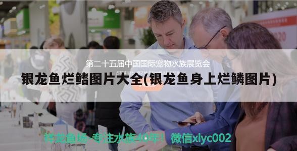 銀龍魚(yú)爛鰭圖片大全(銀龍魚(yú)身上爛鱗圖片)