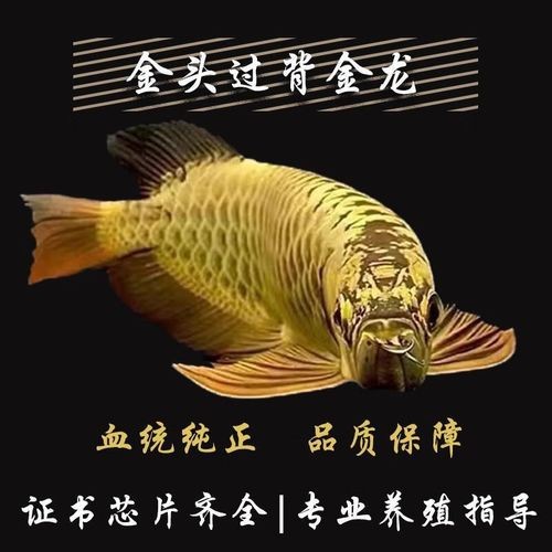 金頭過背金龍最簡單三個步驟圖片