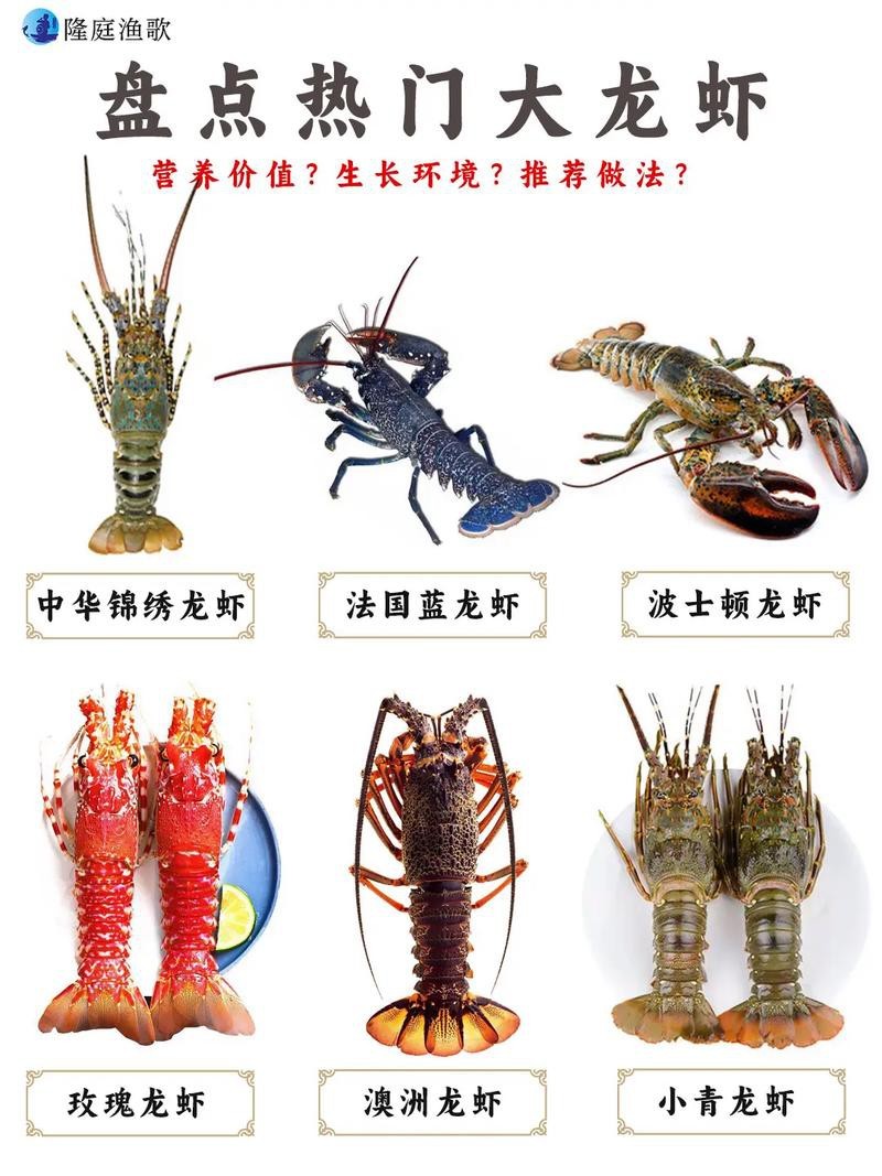 各種龍蝦圖片