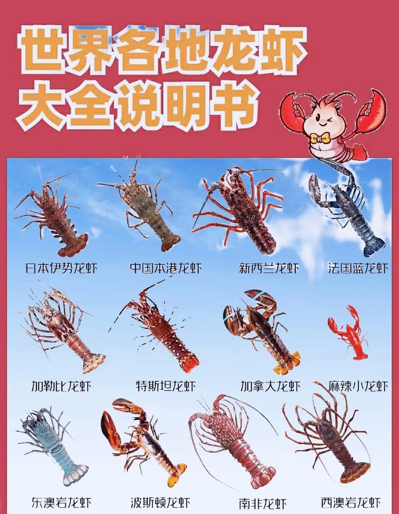 各種龍蝦圖片