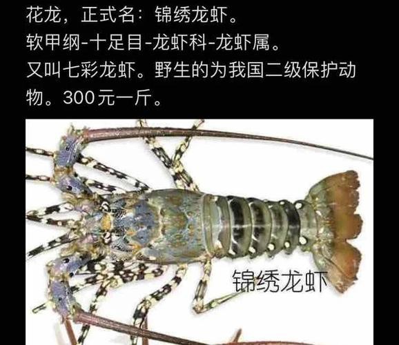 各種龍蝦圖片