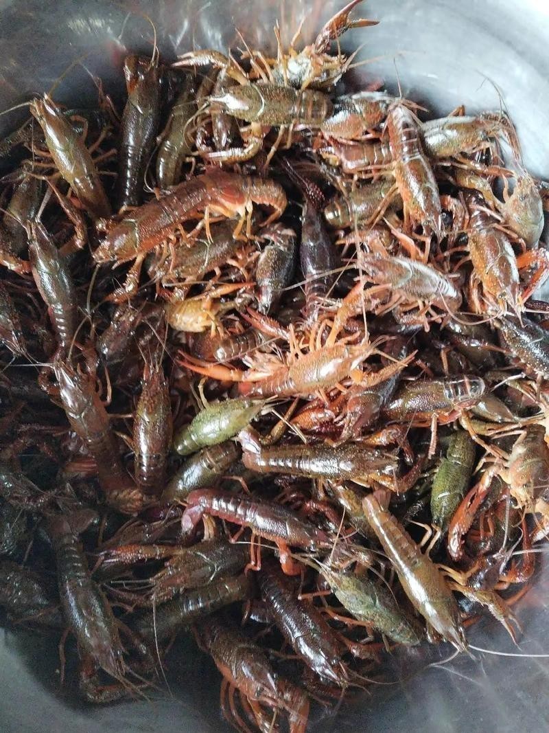 各種龍蝦圖片