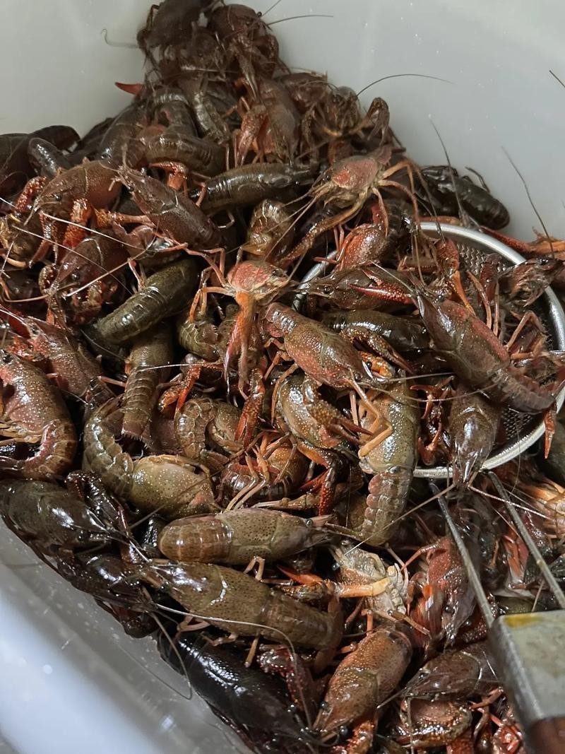各種龍蝦圖片