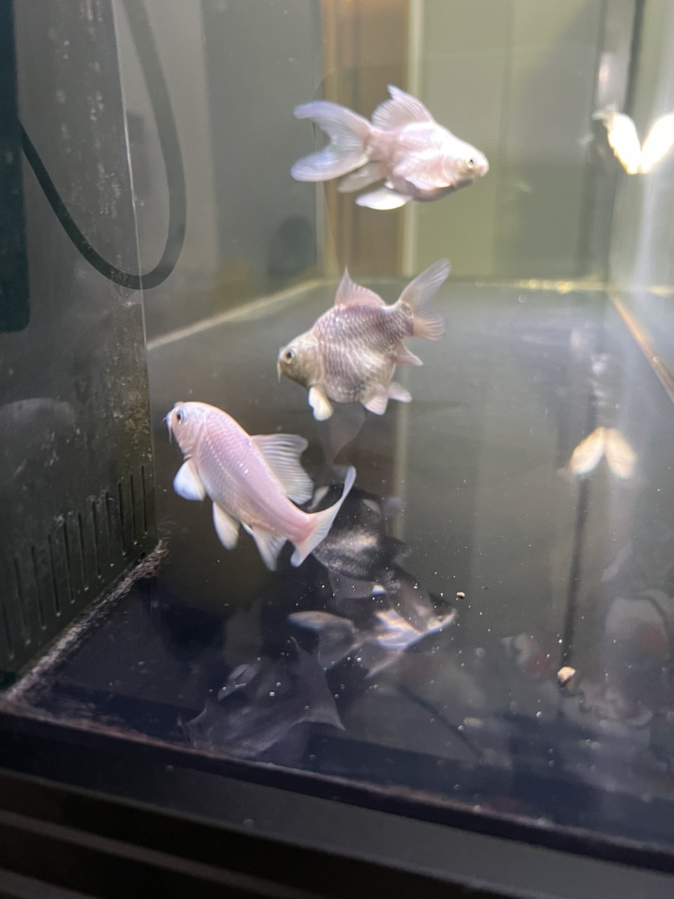 大家能幫我看看這條蝴蝶鯉的品相如何嘛