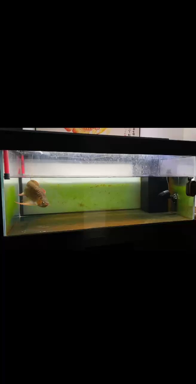 面對現在那么復雜的生活，只有深夜看看魚才能讓自己心靜下來