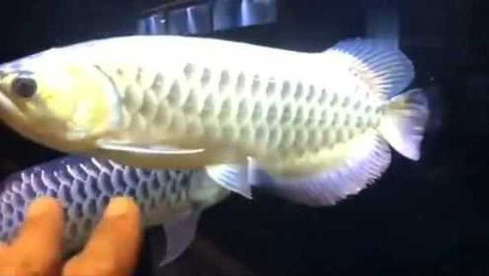 宿遷經濟技術開發區希望城觀賞魚店（宿遷希望城附近有哪些飯店）