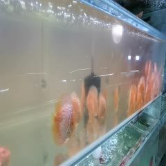 可麗愛魚缸燈自動亮怎么關閉：可麗愛魚缸可以加燈嗎