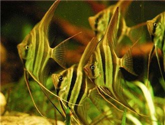 可麗愛魚缸燈自動亮怎么關閉：可麗愛魚缸可以加燈嗎