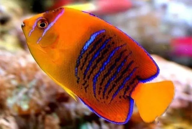 可麗愛魚缸燈自動亮怎么關閉：可麗愛魚缸可以加燈嗎