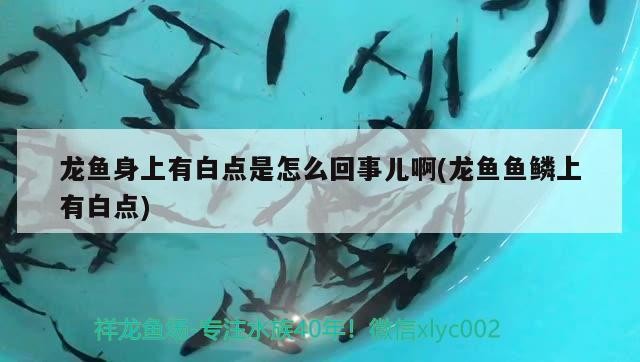 銀龍魚鱗片上有白色凸起小點是什么病（銀龍魚魚鱗上有白點） 銀龍魚鱗片上有白色凸起小點是什么病（銀龍魚魚鱗上有白點） 銀龍魚百科 第3張