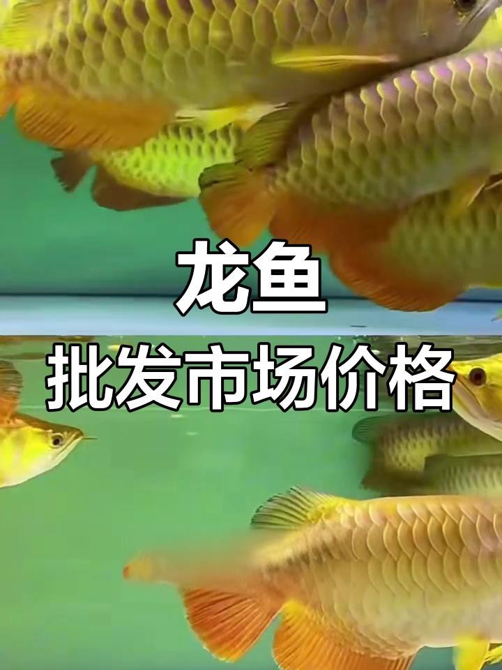 帝龍火神龍魚的價格范圍是多少？