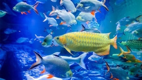 上海水族展2025有哪些看點？