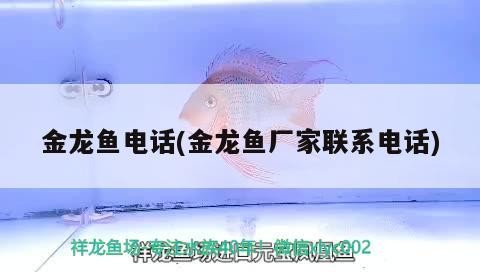 溫縣魚缸哪里有賣？如何選擇適合的魚缸？，溫縣魚缸哪里有賣如何選擇適合的魚缸如何選擇適合的魚缸