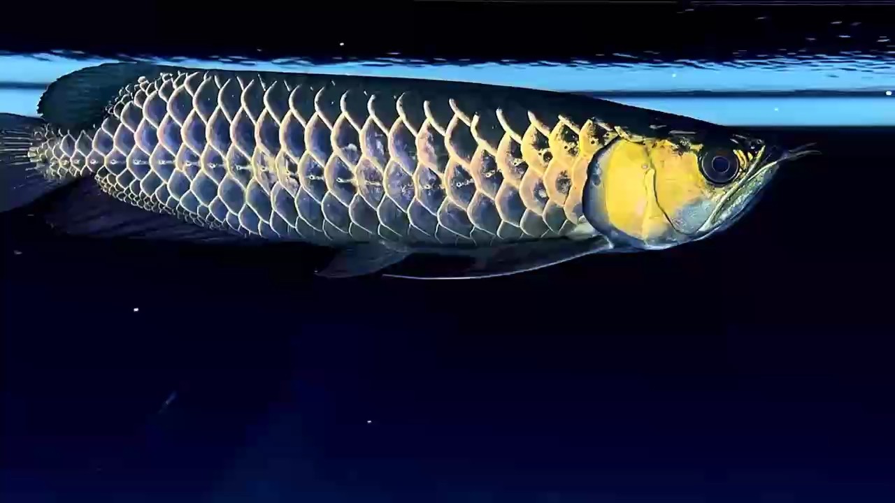 品牌魚(yú)缸排行榜前十名圖片（產(chǎn)品牌魚(yú)缸排行榜）