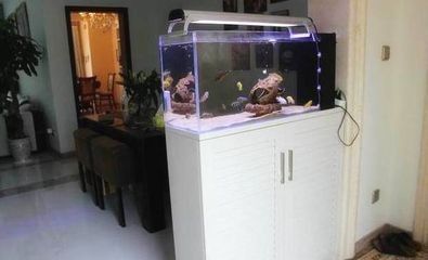 金龍魚和銀龍魚的主要區(qū)別是什么舉三個例子（金龍魚和銀龍魚的主要區(qū)別是什么舉三個例子）