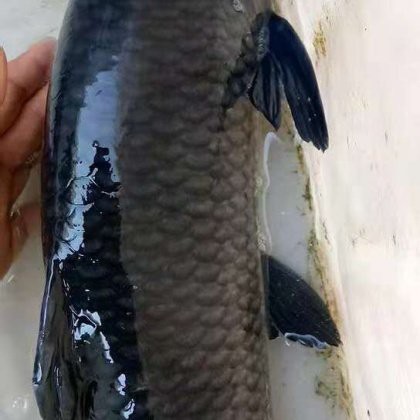 青魚多少錢一斤？