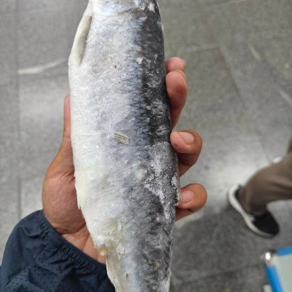 青魚多少錢一斤？