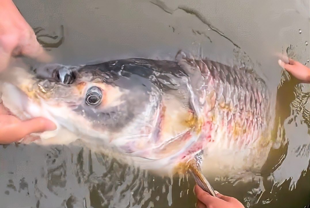 青魚多少錢一斤？