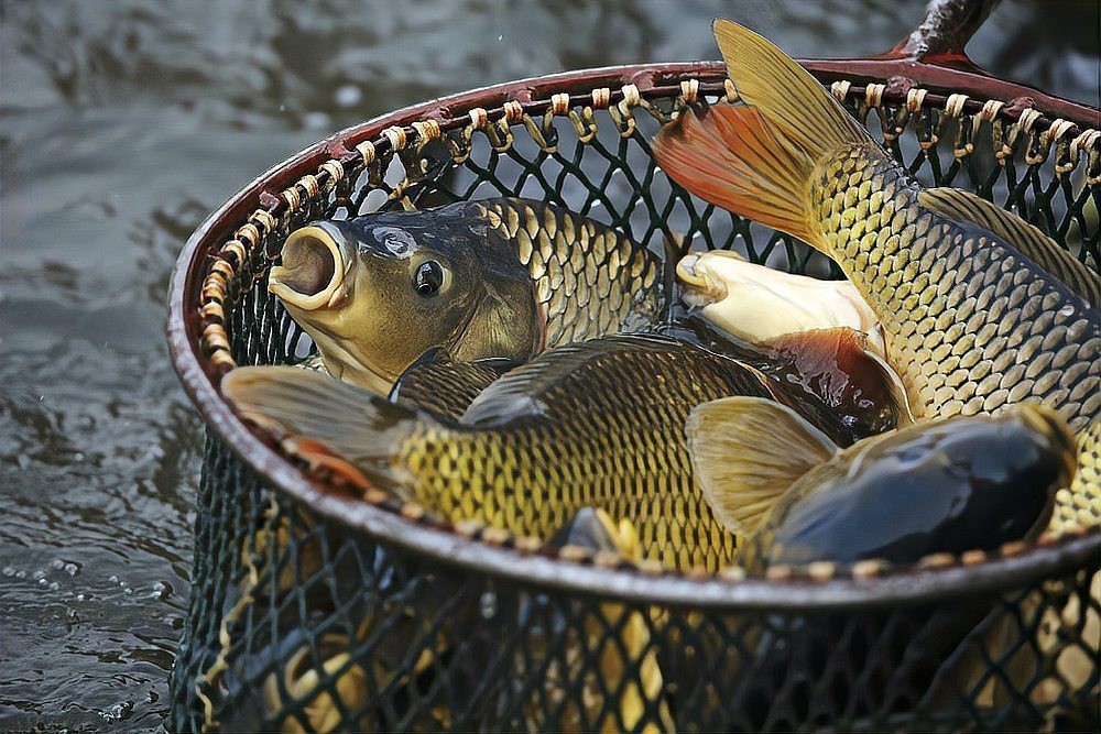 青魚多少錢一斤？