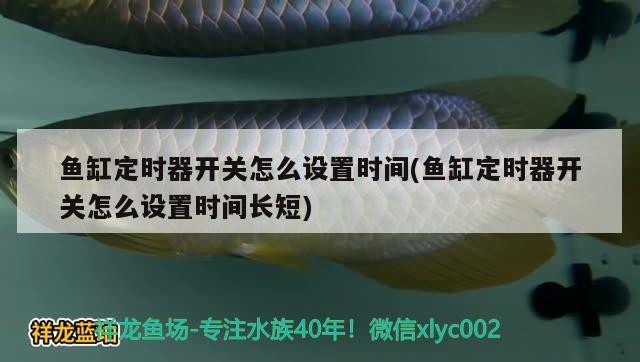 銀龍魚(yú)的養(yǎng)殖方法和注意事項(xiàng)有哪些圖片視頻大全（銀龍魚(yú)的養(yǎng)殖要求）