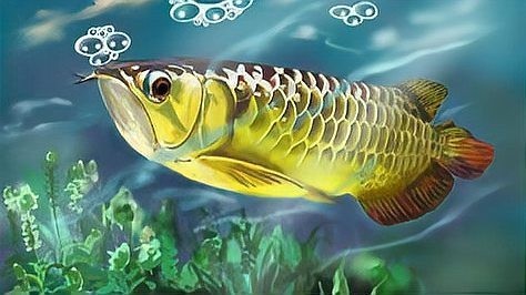 這條龍魚為什么這么值錢？
