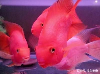 如何調(diào)節(jié)魚缸水溫：調(diào)節(jié)魚缸水溫的方法