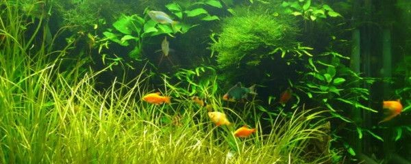 如何調(diào)節(jié)魚缸水溫：調(diào)節(jié)魚缸水溫的方法